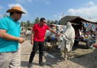 Perlu Didukung, Upaya Pelestarian Gerobak dan Sapi Jawa