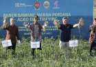 Panen Bawang Merah Melimpah, Sultan HB X Pesan Aja Malima