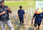 Pertama Kalinya Petani Desa Sumberejo Purworejo Tanam Padi MT 3