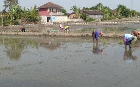 Memutus Serangan Hama, Petani di Desa Krecek Klaten Tanam Padi Serentak
