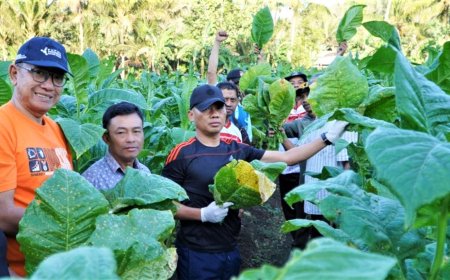 Poduksi Tembakau Gunungkidul Turun, Masih Mampu Tembus Pasar Bantul