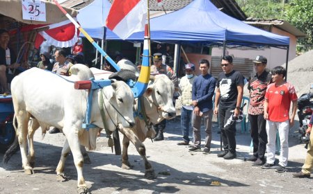 Meriah, Festival Gerobak Sapi di Cangkringan Sleman