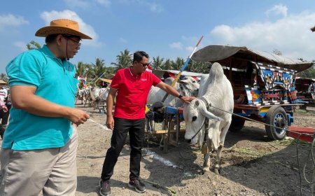 Perlu Didukung, Upaya Pelestarian Gerobak dan Sapi Jawa