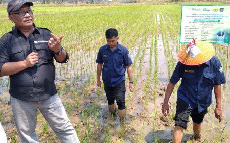 Pertama Kalinya Petani Desa Sumberejo Purworejo Tanam Padi MT 3