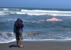 Hiu Tutul Terdampar di  Pantai Jatimalang Purworejo, Nelayan Berusaha Menolong Tetapi Gagal