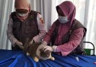 Perlu Vaksinasi Rabies, Purworejo Daerah Perlintasan Anjing Liar dari Jabar ke Jatim
