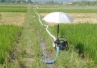 Khawatir Gagal Panen, Petani di Klaten Jual Tanaman Padi untuk Pakan Ternak
