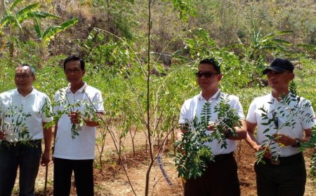 Bersama PLN EPI, Sultan HB X Panen Perdana Pakan Ternak di Gunungkidul