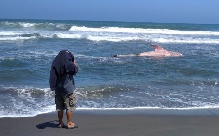 Hiu Tutul Terdampar di  Pantai Jatimalang Purworejo, Nelayan Berusaha Menolong Tetapi Gagal