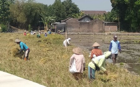 Hama Tikus Mengganas di Juwiring Klaten