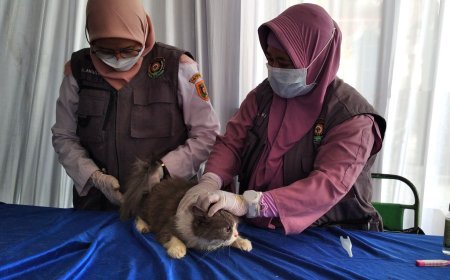 Perlu Vaksinasi Rabies, Purworejo Daerah Perlintasan Anjing Liar dari Jabar ke Jatim