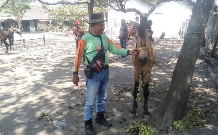Sempat Tutup Pasar Kuda Klaten Dibuka Lagi