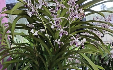 Mengenal Vanda Tricolor, Anggrek Lereng Merapi yang Mulai Langka di Habitat Asalnya