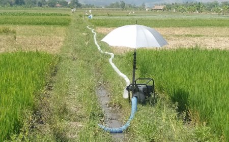 Khawatir Gagal Panen, Petani di Klaten Jual Tanaman Padi untuk Pakan Ternak