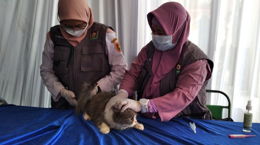 Perlu Vaksinasi Rabies, Purworejo Daerah Perlintasan Anjing Liar dari Jabar ke Jatim