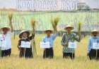 Sendangrejo Sleman Kawasan Pertanian Padi Sehat Ramah Lingkungan
