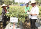 Bupati Canangkan Cabai Sehat Ramah Lingkungan