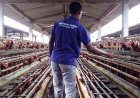 Anggun Farm Hasilkan 80 Ribu Ekor, Permintaan Ayam DOC “Joper” Tinggi
