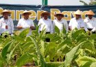 Tembakau Grompol Bahan Cerutu Berkualitas, Petani Berharap Harganya Naik