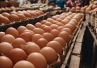 Penurunan Harga Telur dan Cabai Selamatkan Inflasi DIY