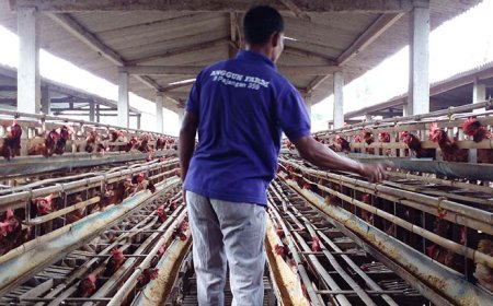 Anggun Farm Hasilkan 80 Ribu Ekor, Permintaan Ayam DOC “Joper” Tinggi