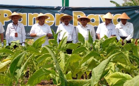Tembakau Grompol Bahan Cerutu Berkualitas, Petani Berharap Harganya Naik
