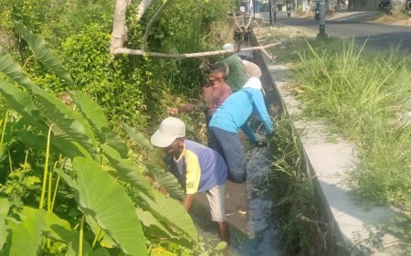 Cegah Tikus Berkembang Biak, Warga Desa Krecek Klaten Membersihkan Saluran Irigasi