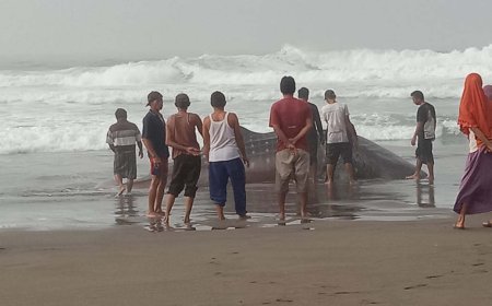 Dua Ekor Hiu Tutul Terdampar di Pantai Selatan Kebumen