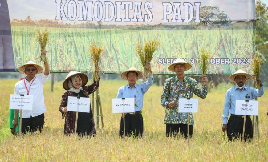 Sendangrejo Sleman Kawasan Pertanian Padi Sehat Ramah Lingkungan