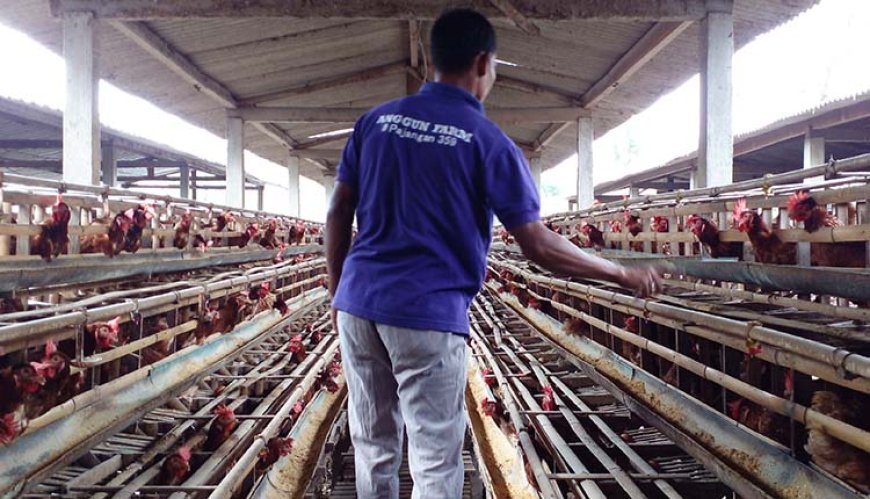 Anggun Farm Hasilkan 80 Ribu Ekor, Permintaan Ayam DOC “Joper” Tinggi