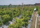 Petani Urut Sewu Kebumen Bergairah Tanam Cabai