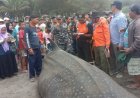 Hiu Tutul Terdampar di Pantai Silumut Kebumen Tidak Berhasil Diselamatkan