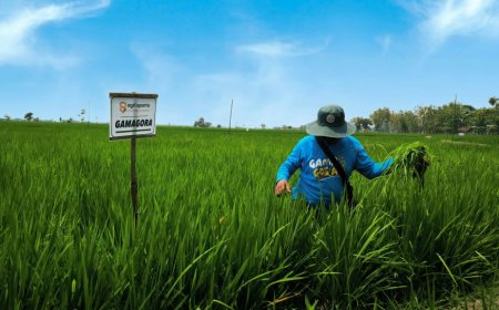Mutasi Rajalele Klaten, Padi Gamagora UGM Ditanam di Ngawi