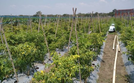 Petani Urut Sewu Kebumen Bergairah Tanam Cabai