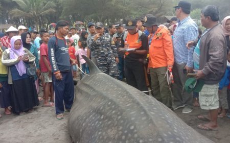 Hiu Tutul Terdampar di Pantai Silumut Kebumen Tidak Berhasil Diselamatkan