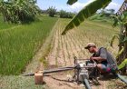 Petani Harus Memompa Air untuk Menyelamatkan Tanaman Padi