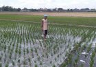 Meski Sudah Diguyur Hujan Petani di Klaten Tetap Sedot Air