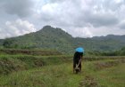 Kisah Petani Tadah Hujan, Desember Biasanya Matun