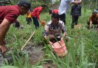 Kebun Kopi di Lereng Merapi Bertambah Luas