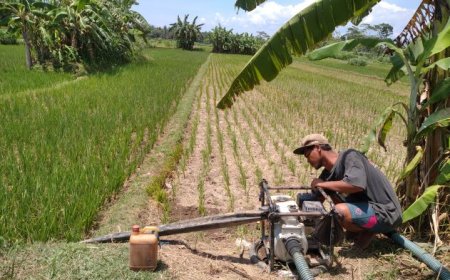 Petani Harus Memompa Air untuk Menyelamatkan Tanaman Padi