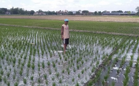 Meski Sudah Diguyur Hujan Petani di Klaten Tetap Sedot Air