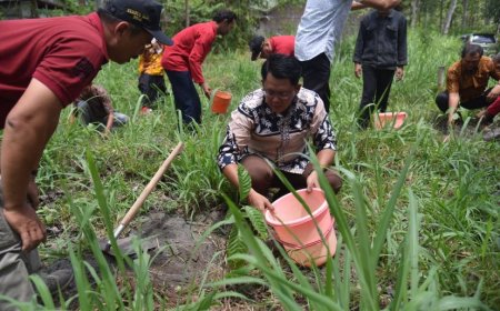 Kebun Kopi di Lereng Merapi Bertambah Luas
