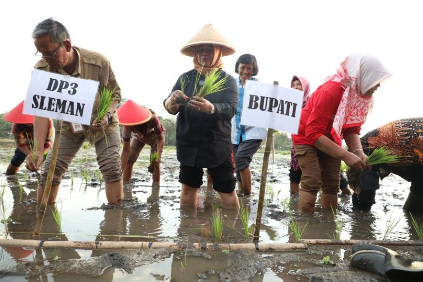 Bupati Berupaya Mempertahankan Predikat Sleman Gudang Beras DIY