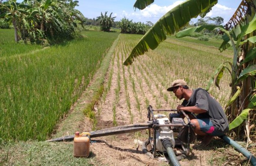 Petani Harus Memompa Air untuk Menyelamatkan Tanaman Padi