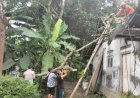 Hujan Derasm Dua Rumah di Kebumen Tertimpa Pohon Tumbang