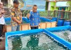 Budi Daya Lobster Laut Menguntungkan, Prospeknya Cerah