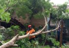 14 Rumah Rusak Tertimpa Pohon Tumbang