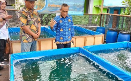 Budi Daya Lobster Laut Menguntungkan, Prospeknya Cerah
