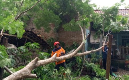 14 Rumah Rusak Tertimpa Pohon Tumbang