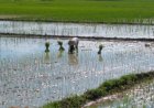 Akibat Banjir, Petani Adimulyo Terpaksa Tanam Padi Dua Kali 